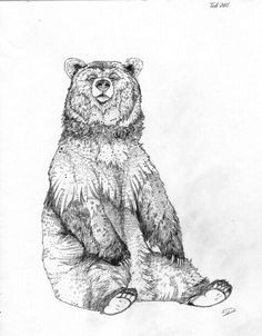 Drawing Easy Grizzly Bear 50 Best Bear Sketches Images Animal Drawings Bear Sketch Bear Art