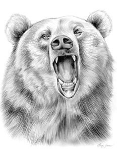 Drawing Easy Grizzly Bear 60 Best Bear Drawings Images Sketches Of Animals Animal Drawings