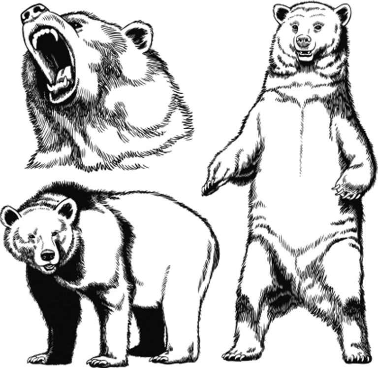 Drawing Easy Grizzly Bear Easy Drawing Ideas Step by Step