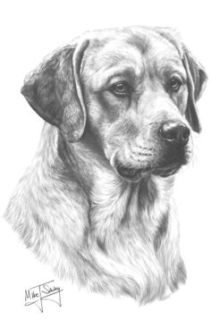 Drawing Easy Labrador 48 Best Labrador Drawings Images Color Pencil Drawings Graphite