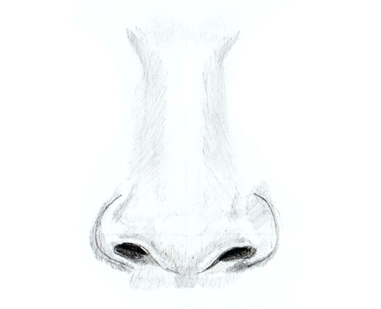 Drawing Easy Nose How to Draw A Human Nose Yedraw