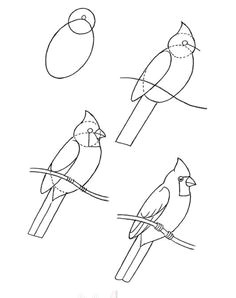 Drawing Easy Parrot 306 Best Drawing Birds Images Pencil Drawings Bird Drawings