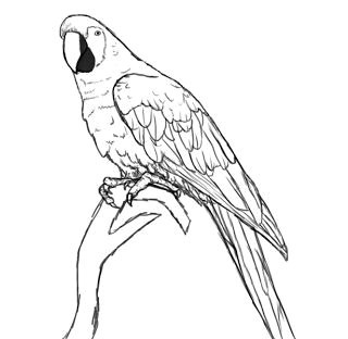 Drawing Easy Parrot How to Draw A Parrot Learn Drawing Drawings Parrot Drawing