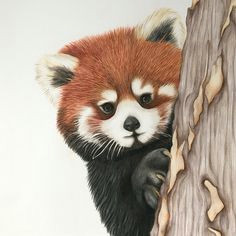 Drawing Easy Red Panda 49 Best Red Panda Images Red Pandas Panda Drawing Animal Drawings