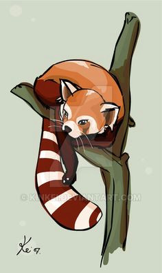 Drawing Easy Red Panda 49 Best Red Panda Images Red Pandas Panda Drawing Animal Drawings