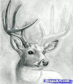 Drawing Easy Reindeer 199 Best Deer Sketches Images Deer Sketch Deer Drawing