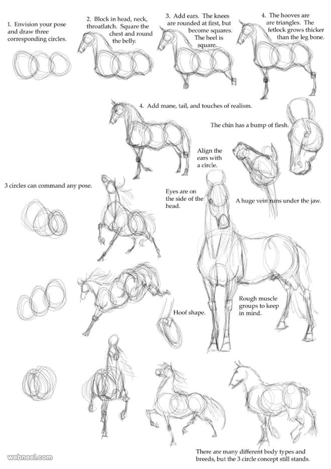 Drawing Easy Tricks 25 Beautiful Animal Drawings for Your Inspiration How to Draw