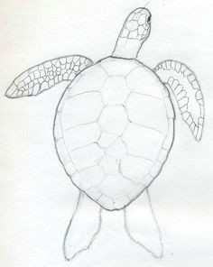 Drawing Easy Turtles 27 Best Sea Turtle Drawings Images