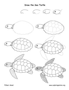 Drawing Easy Turtles Turtle Outline Diy Crafts Pinterest Drawings Turtle Outline