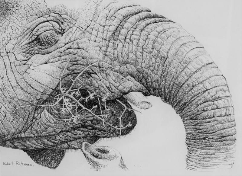 Drawing Elephant Eyes Robert Bateman Elephant Wildlife Art Pinterest Wildlife Art