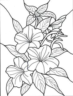 Drawing Exotic Flowers 215 Best Exotic Flowers Images Exotic Flowers Beautiful Flowers