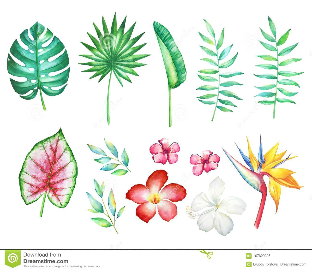 Drawing Exotic Flowers Collection Of Tropical Flowers and Plants Stock Illustration