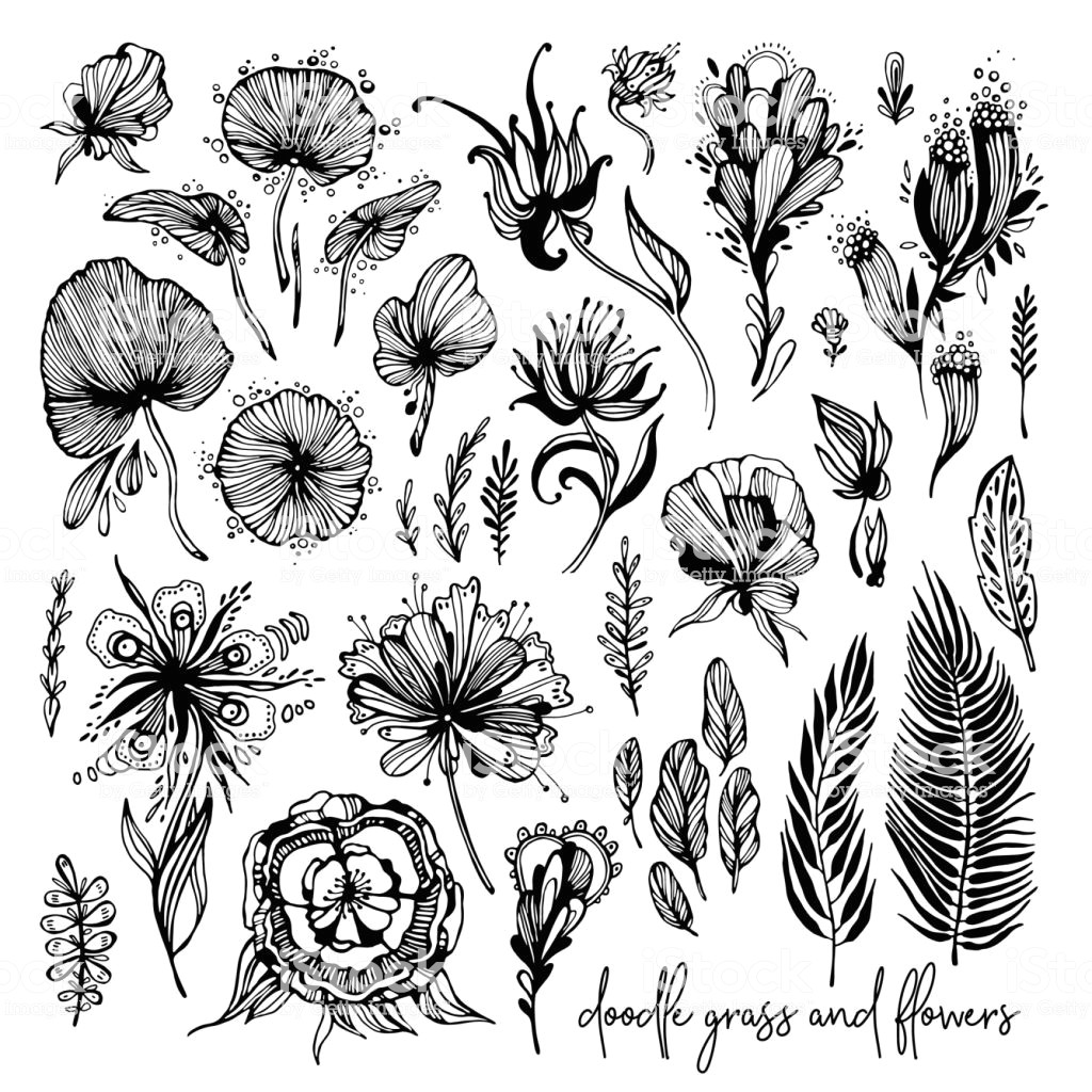 Drawing Exotic Flowers Set Of Black and White Exotic Flowers Stock Vector Art More Images