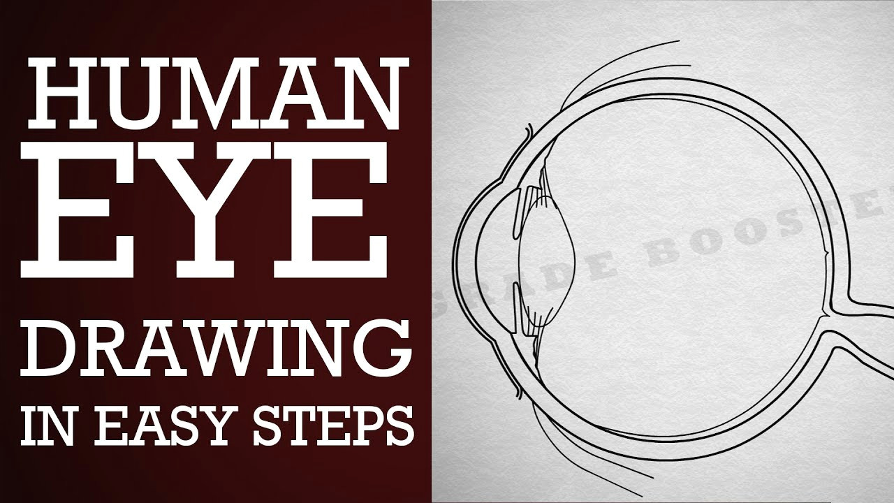 Drawing Eye Diagram How to Draw Human Eye In Easy Steps 10th Physics Science Cbse