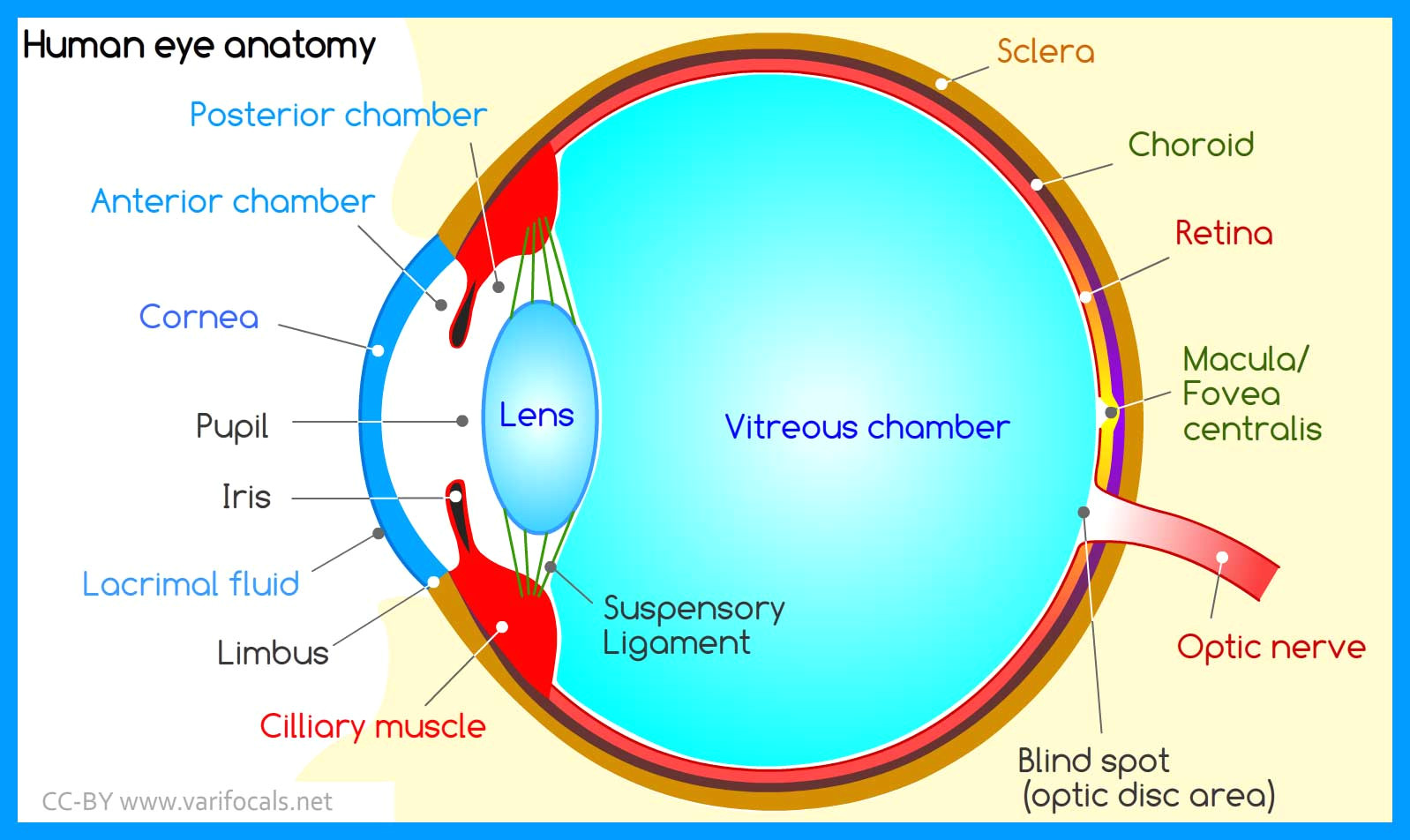 Drawing Eye Diagram Human Eye Anatomy Structure and Function