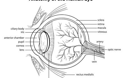 Drawing Eye Diagram Macular Degeneration Causes and Risk Factors