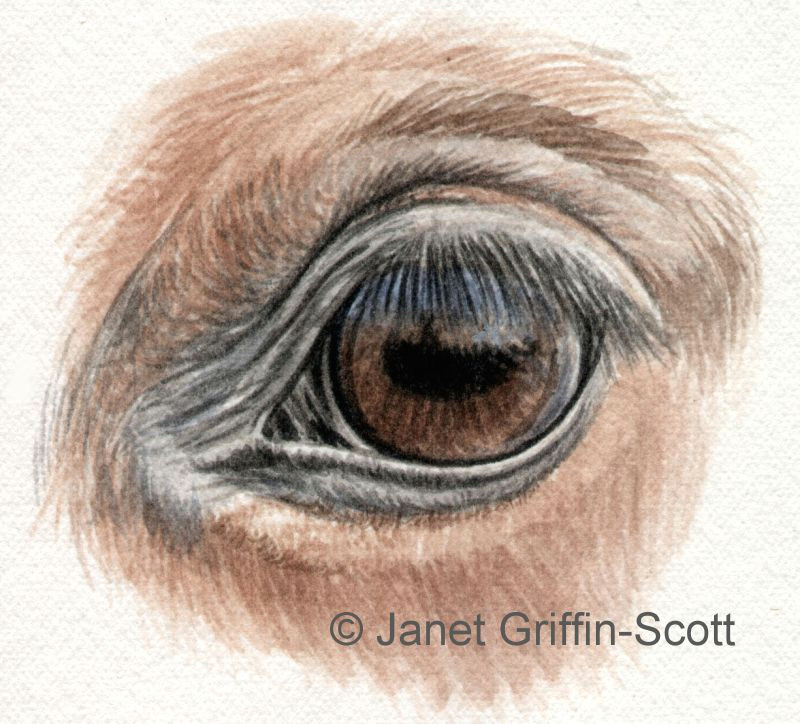 Drawing Eye sockets Draw Horse Eyes Step by Step