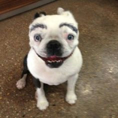 Drawing Eyebrows On Dogs 23 Best Dogs with Eyebrows Images Dog with Eyebrows Funny Dogs