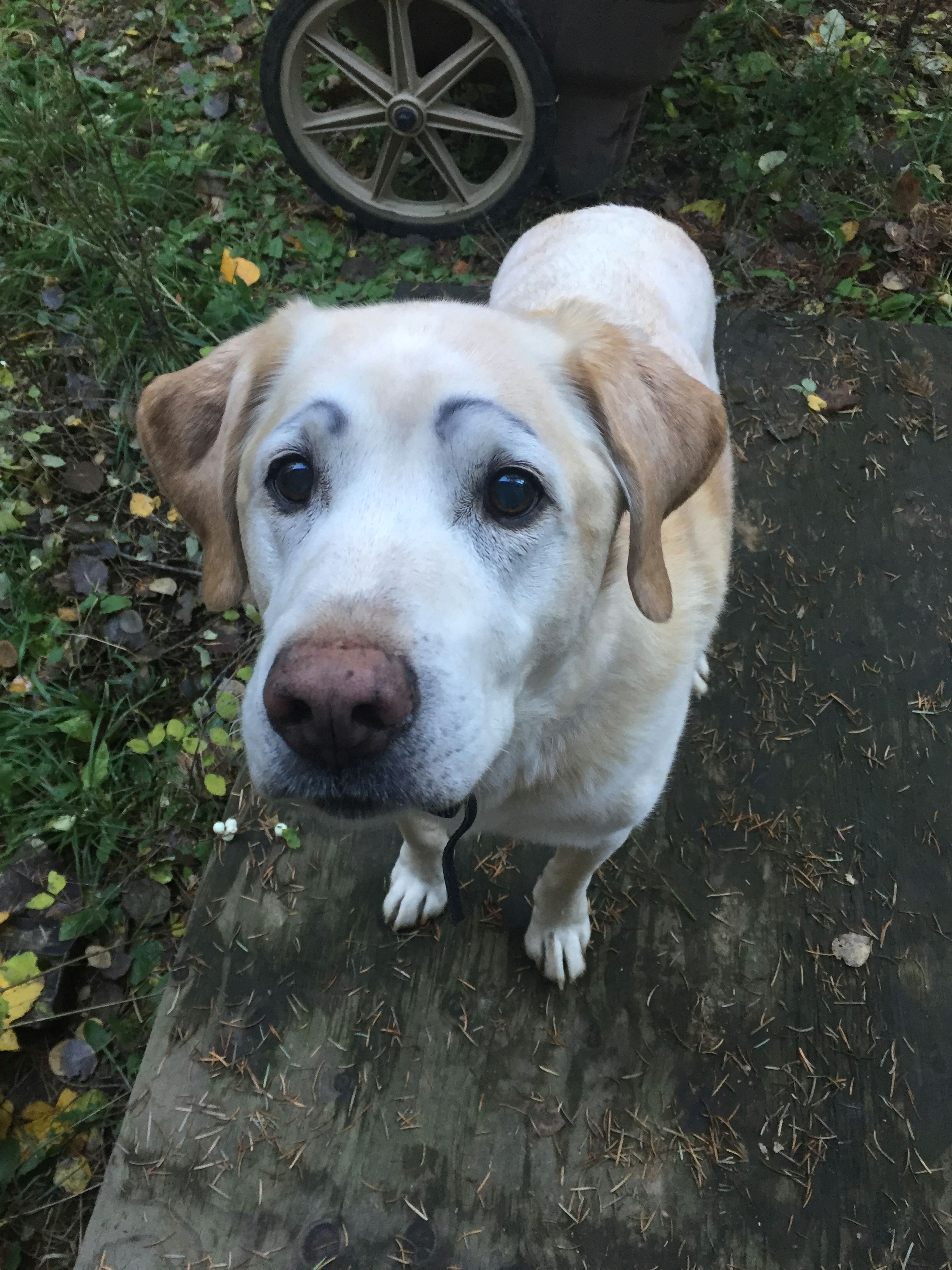 Drawing Eyebrows On Dogs Nothing More Fun then Drawing Eyebrows On Your Dog Labrador Love