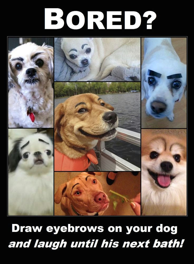 Drawing Eyebrows On Dogs when Garage Sale Hosts Have too Much Time On their Hands Funny