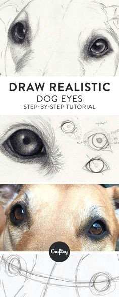 Drawing Eyes 101 101 Best Drawings Of Dogs Images Pencil Drawings Pencil Art