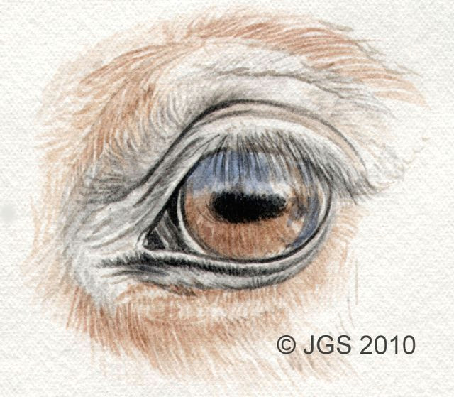 Drawing Eyes Mistakes Draw Horse Eyes Step by Step