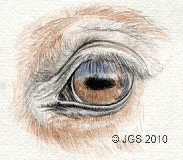 Drawing Eyes Outline Draw Horse Eyes Step by Step