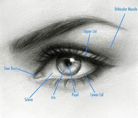 Drawing Eyes without Pupils How to Draw An Eye by Natalie Larin Drawing Drawings Realistic