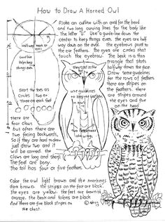 Drawing Eyes Worksheet 253 Best How to Draw Owls Images Animal Drawings Learn Drawing