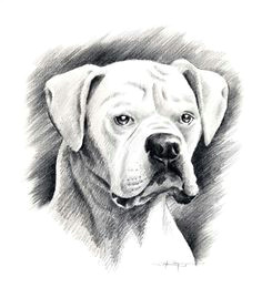 Drawing Fake Dogs 20 Best Drawing Oliver Images Boxer Dogs Boxer Love Drawings