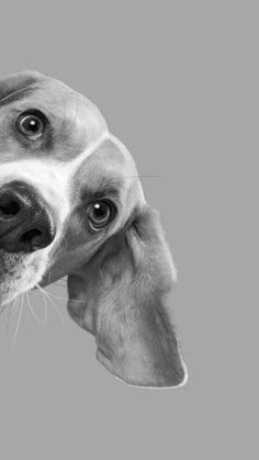 Drawing Fake Dogs Die 8788 Besten Bilder Von 100 Prozent Hund In 2019 Pets Dogs Und