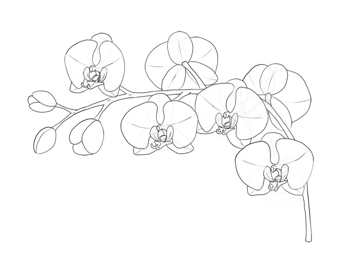 Drawing Fancy Flowers How to Draw Flowers the Sexy and Sultry orchid