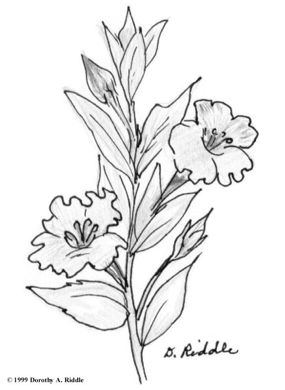 Drawing Flower for Wall Texas Hill Country Coloring Book Pages Crafts Pinterest Texas