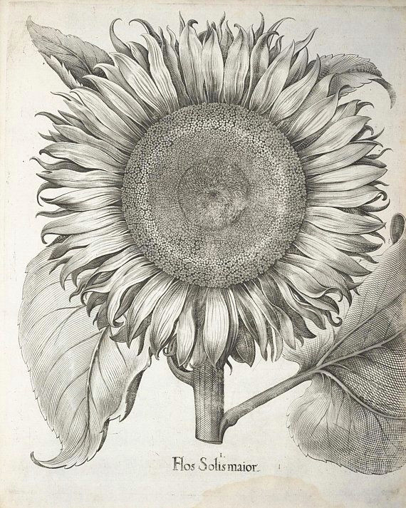Drawing Flower for Wall Vintage Sunflower Botanical Print Black and White Vintage Wall Art
