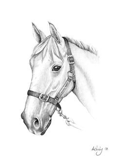 Drawing Flower Horse 519 Best Horse Drawings Images Horses Drawings Drawings Of Horses