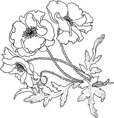 Drawing Flower Motif 58 Best Draw Flowers Images Flower Designs Quote Coloring Pages