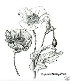 Drawing Flowers 101 61 Best Pencil Drawings Of Flowers Images Pencil Drawings Pencil