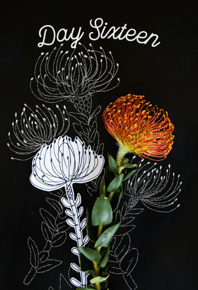 Drawing Flowers 16 Day 16 How to Draw A Pincushion Protea Anni En Juli Pinterest