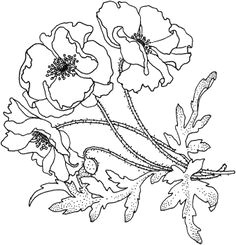 Drawing Flowers and Animals 58 Best Draw Flowers Images Flower Designs Quote Coloring Pages