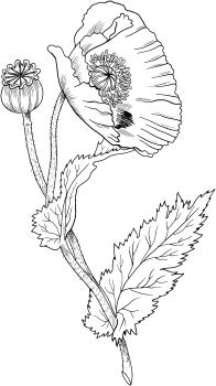 Drawing Flowers and Animals 58 Best Draw Flowers Images Flower Designs Quote Coloring Pages