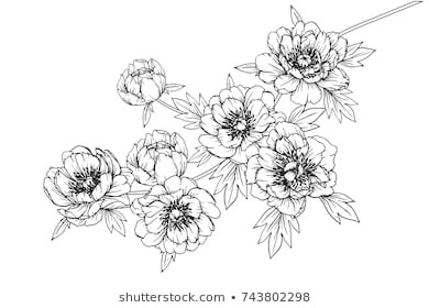 Drawing Flowers and Fruits 461 664 Flower Line Flower Line Drawing Images Royalty Free Stock