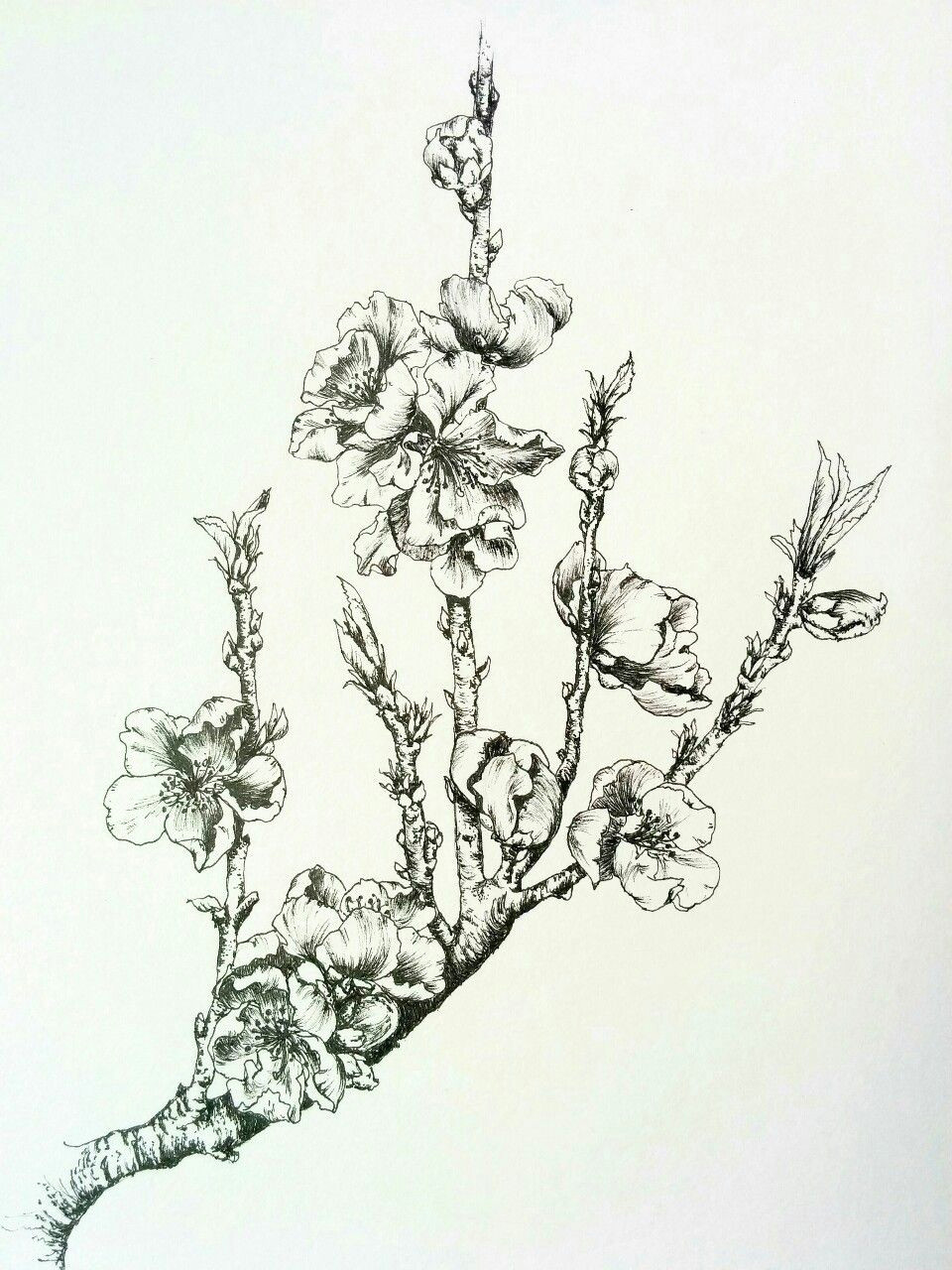 Drawing Flowers and Fruits Nectarine Blossoms Lots Of Flower Buds at the Moment Hoping for A