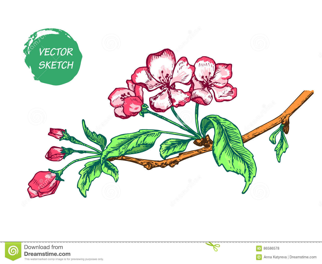 Drawing Flowers and Trees Apple Flower Sketch Color Stock Vector Illustration Of Engagement