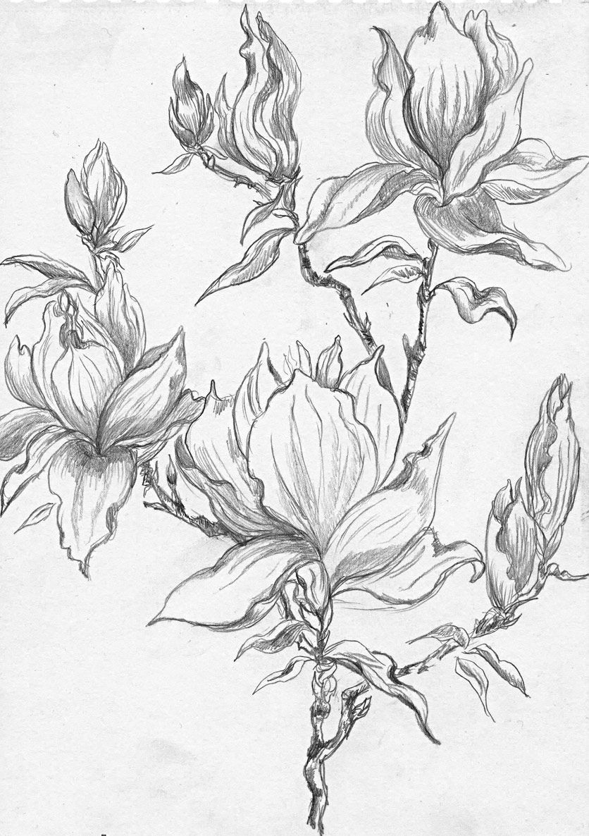 Drawing Flowers and Trees From A Selection Of Henny S Magnolia Drawings and Sketches