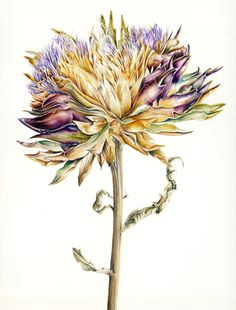 Drawing Flowers by Jill Winch 531 Best Contemporary Botanical Artists Images Botanical