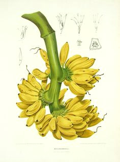 Drawing Flowers by Jill Winch Die 43 Besten Bilder Von Botanics Botanical Drawings Botanical