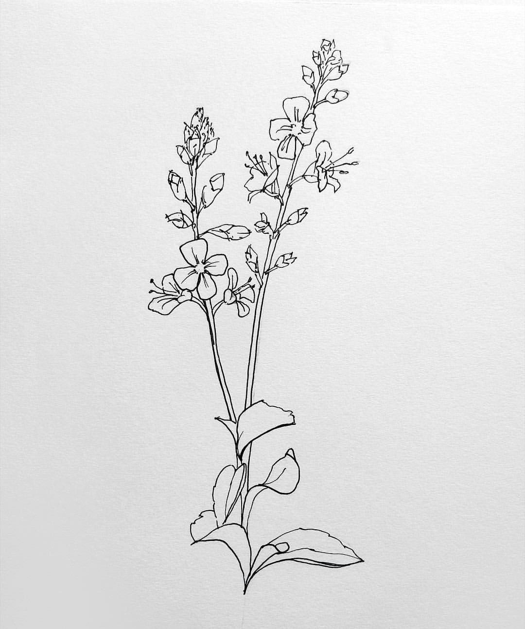 Drawing Flowers Calligraphy I Did This Line Drawing A Little while Ago and Can T Remember the