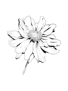 Drawing Flowers.com 1412 Nejlepa A Ch Obrazka Z Nasta Nky Flower Drawings Drawings