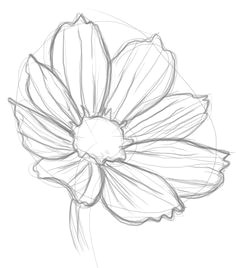 Drawing Flowers.com 361 Best Drawing Flowers Images Drawings Drawing Techniques