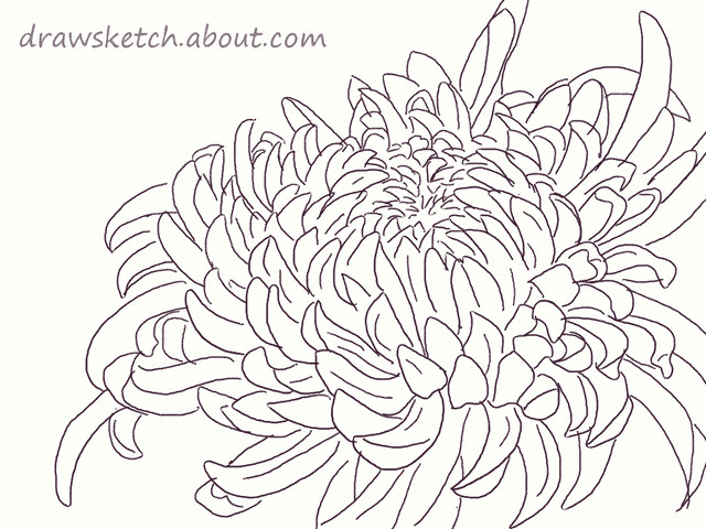Drawing Flowers for Dummies Learn How to Draw An Ogiku Chrysanthemum Bloom